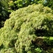 20120906.KalmthoutArboretum 066