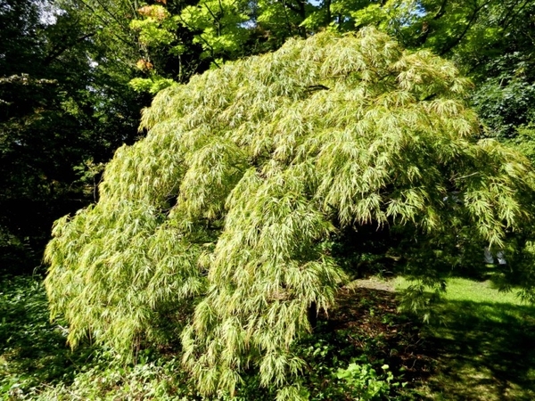 20120906.KalmthoutArboretum 066