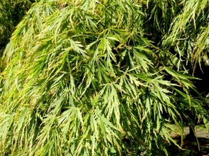 20120906.KalmthoutArboretum 067