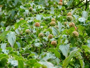 20120906.KalmthoutArboretum 068