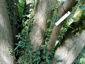 20120906.KalmthoutArboretum 069