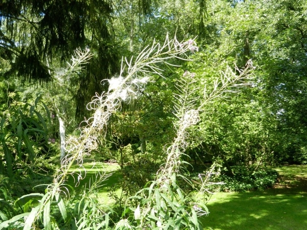 20120906.KalmthoutArboretum 070