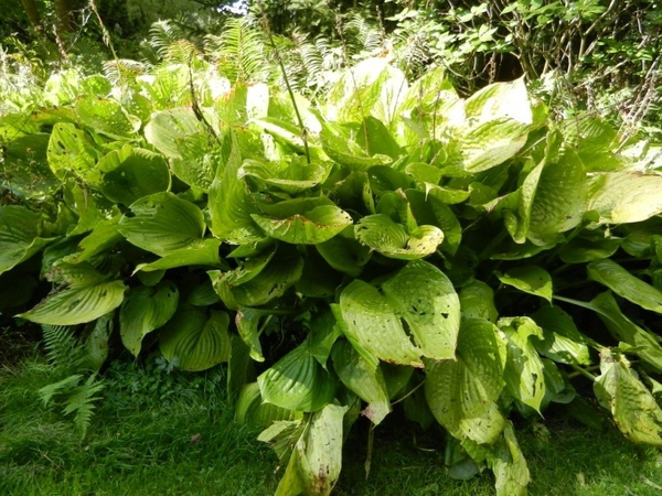 20120906.KalmthoutArboretum 071