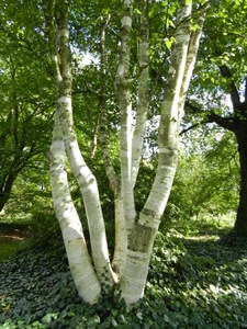 20120906.KalmthoutArboretum 072