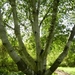 20120906.KalmthoutArboretum 073