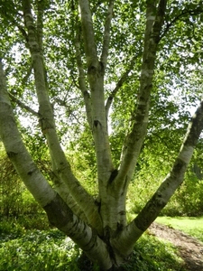 20120906.KalmthoutArboretum 073