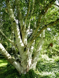 20120906.KalmthoutArboretum 074