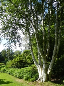 20120906.KalmthoutArboretum 075