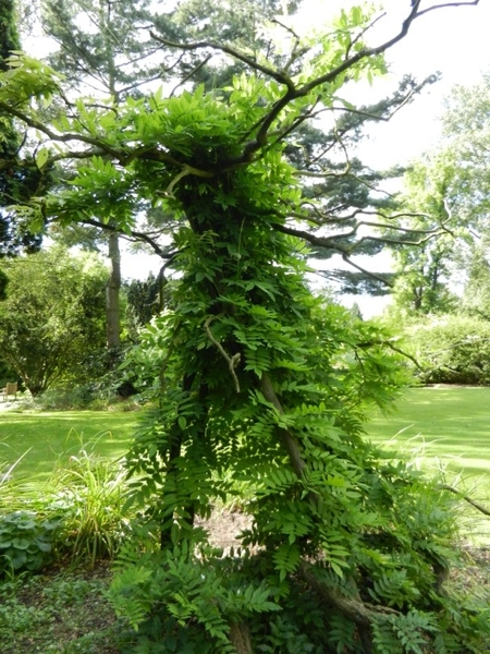 20120906.KalmthoutArboretum 078