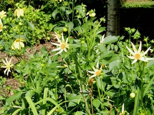 20120906.KalmthoutArboretum 082