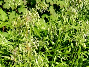 20120906.KalmthoutArboretum 089