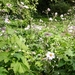 20120906.KalmthoutArboretum 096