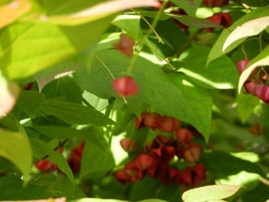 20120906.KalmthoutArboretum 099