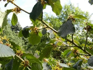 20120906.KalmthoutArboretum 101