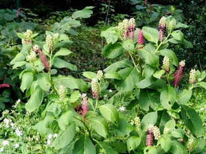 20120906.KalmthoutArboretum 103