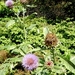 20120906.KalmthoutArboretum 104