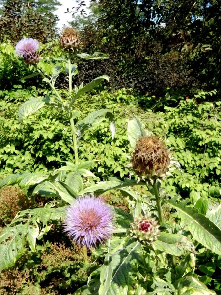 20120906.KalmthoutArboretum 104