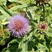 20120906.KalmthoutArboretum 105(1)