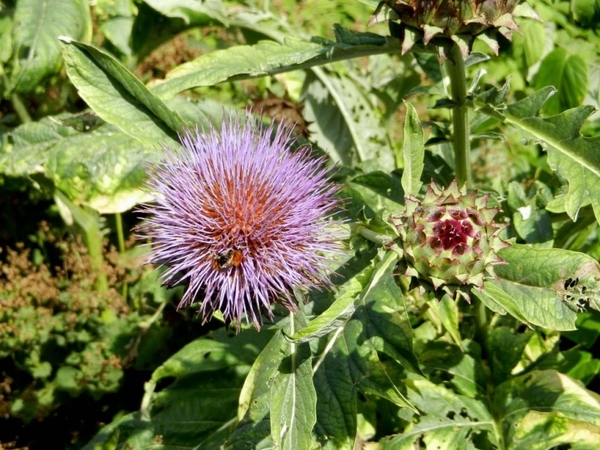 20120906.KalmthoutArboretum 105(1)