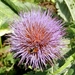 20120906.KalmthoutArboretum 105(2)