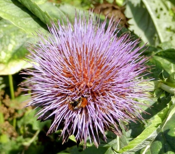 20120906.KalmthoutArboretum 105(2)