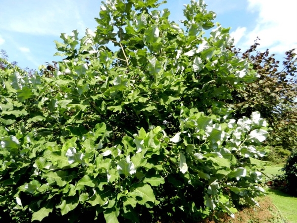 20120906.KalmthoutArboretum 106