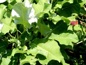 20120906.KalmthoutArboretum 107