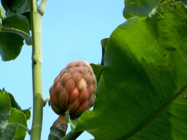 20120906.KalmthoutArboretum 108