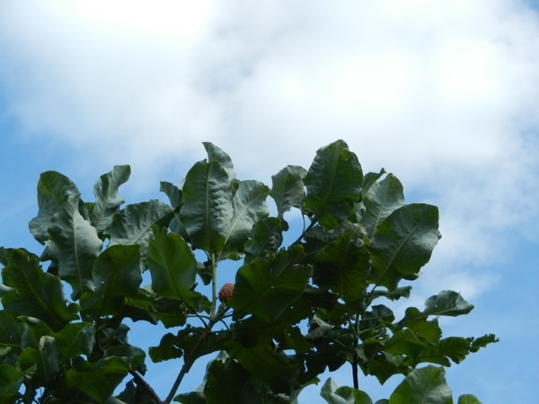 20120906.KalmthoutArboretum 109