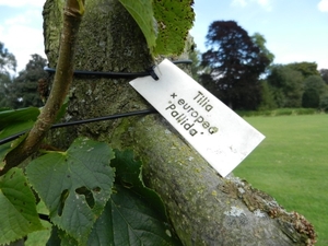 20120906.KalmthoutArboretum 113