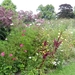 20120906.KalmthoutArboretum 117