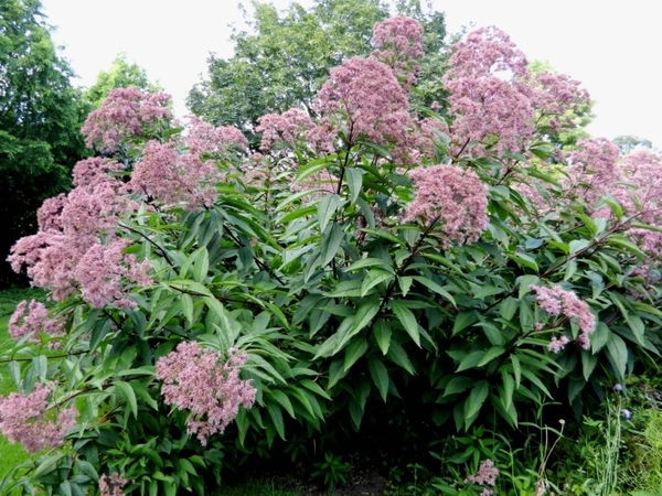 20120906.KalmthoutArboretum 118