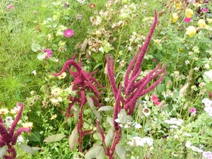 20120906.KalmthoutArboretum 119