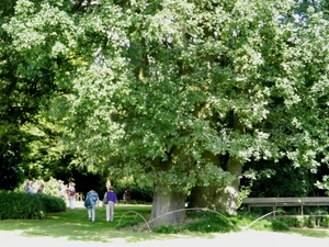 20120906.KalmthoutArboretum 127