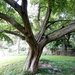 20120906.KalmthoutArboretum 130