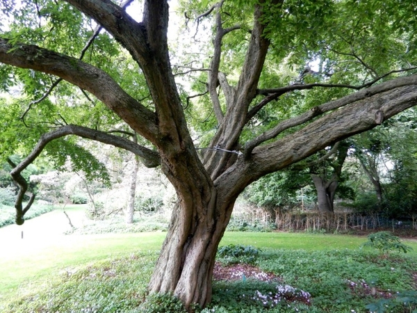 20120906.KalmthoutArboretum 130