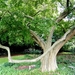 20120906.KalmthoutArboretum 131