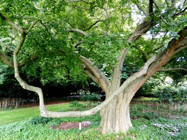 20120906.KalmthoutArboretum 131