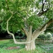 20120906.KalmthoutArboretum 132