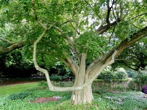 20120906.KalmthoutArboretum 132