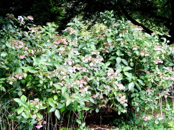 20120906.KalmthoutArboretum 133