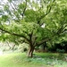 20120906.KalmthoutArboretum 134