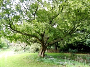 20120906.KalmthoutArboretum 134