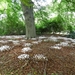 20120906.KalmthoutArboretum 136