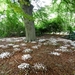 20120906.KalmthoutArboretum 137