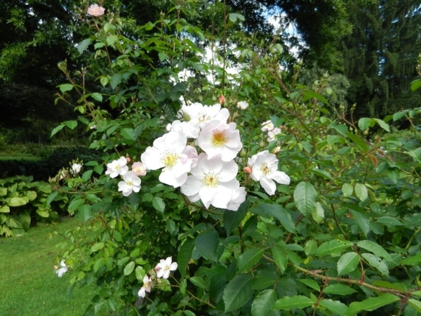 20120906.KalmthoutArboretum 138