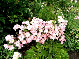 20120906.KalmthoutArboretum 139