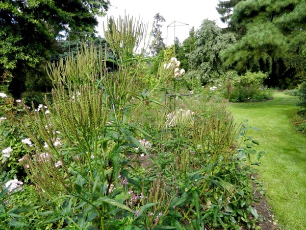 20120906.KalmthoutArboretum 140