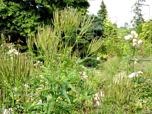 20120906.KalmthoutArboretum 141