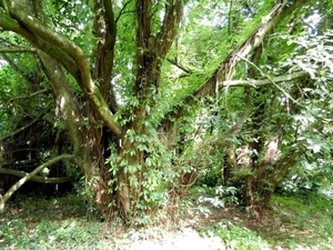 20120906.KalmthoutArboretum 142